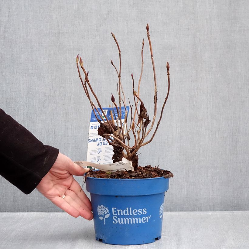 Example of Hortensia - Hydrangea macrophylla Endless Summer The Bride Pot van 2 l/3 l as you get in hiver