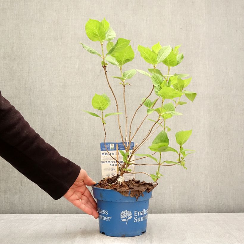 Exemplaar van Hydrangea macrophylla Endless Summer The Bride - Bolhortensia Pot van 2 l/3 l zoals geleverd in de lente