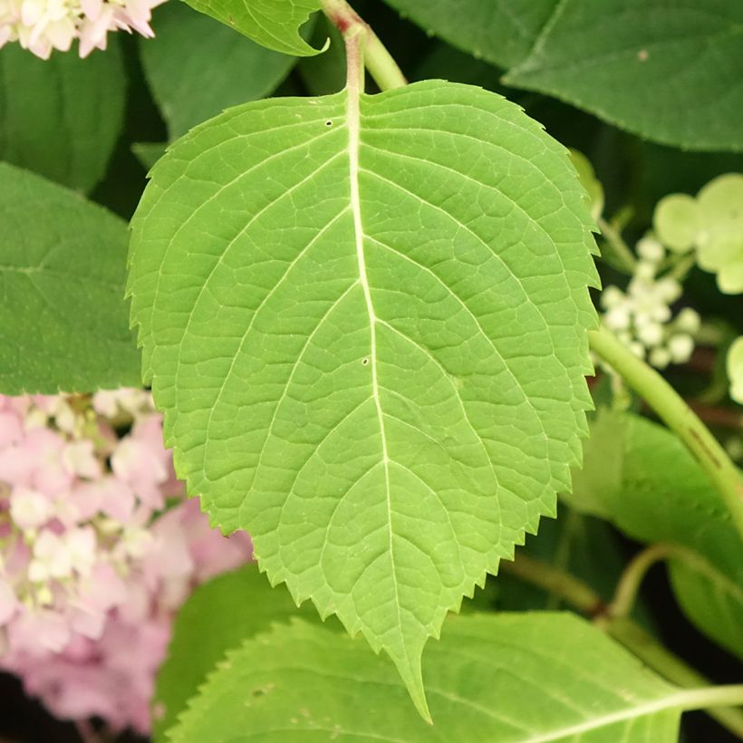 Hydrangea macrophylla Endless Summer The Original Blue - Bolhortensia (Blad)