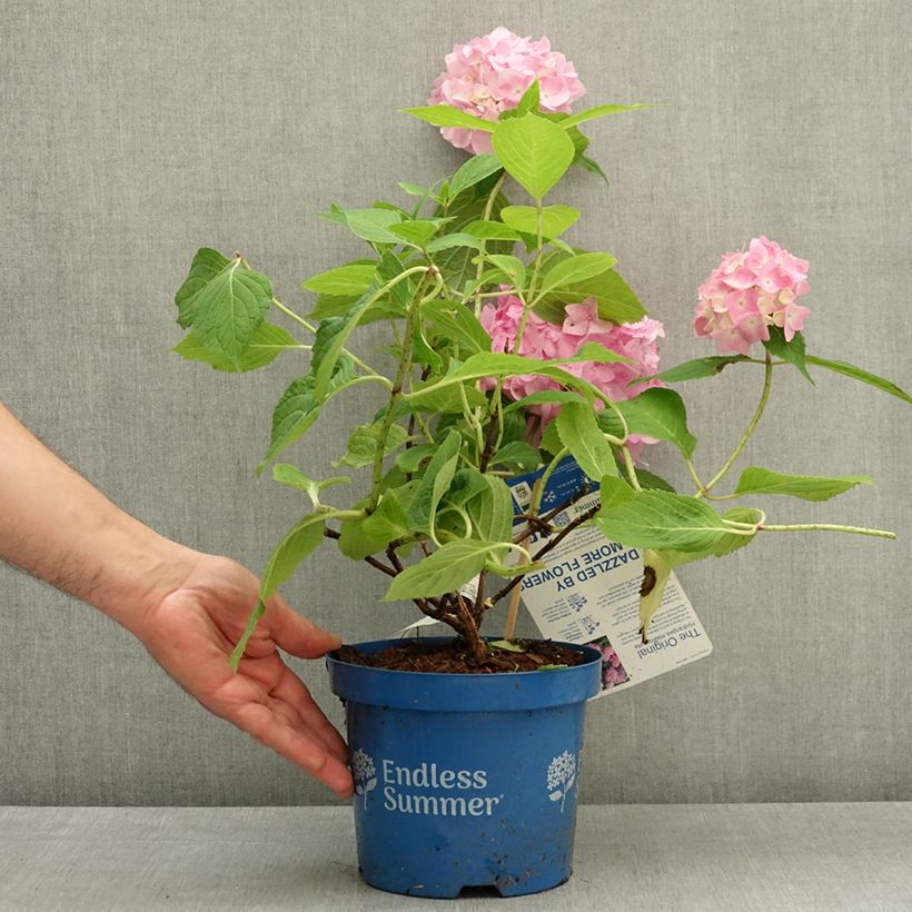 Exemplaar van Hydrangea macrophylla Endless Summer The Original Pink - Bolhortensia Pot van 2 l/3 l zoals geleverd in de lente