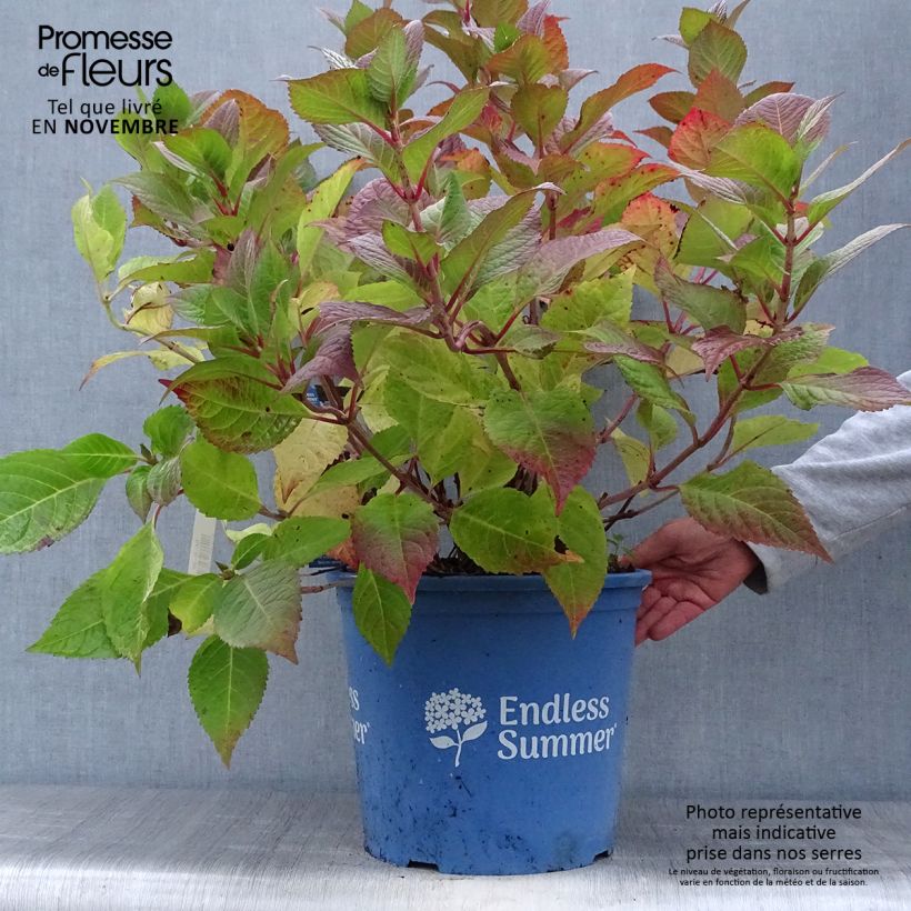 Exemplaar van Hydrangea macrophylla Endless Summer Twist and Shout - Boerenortensia Pot van 12 l/15 l zoals geleverd in de herfst