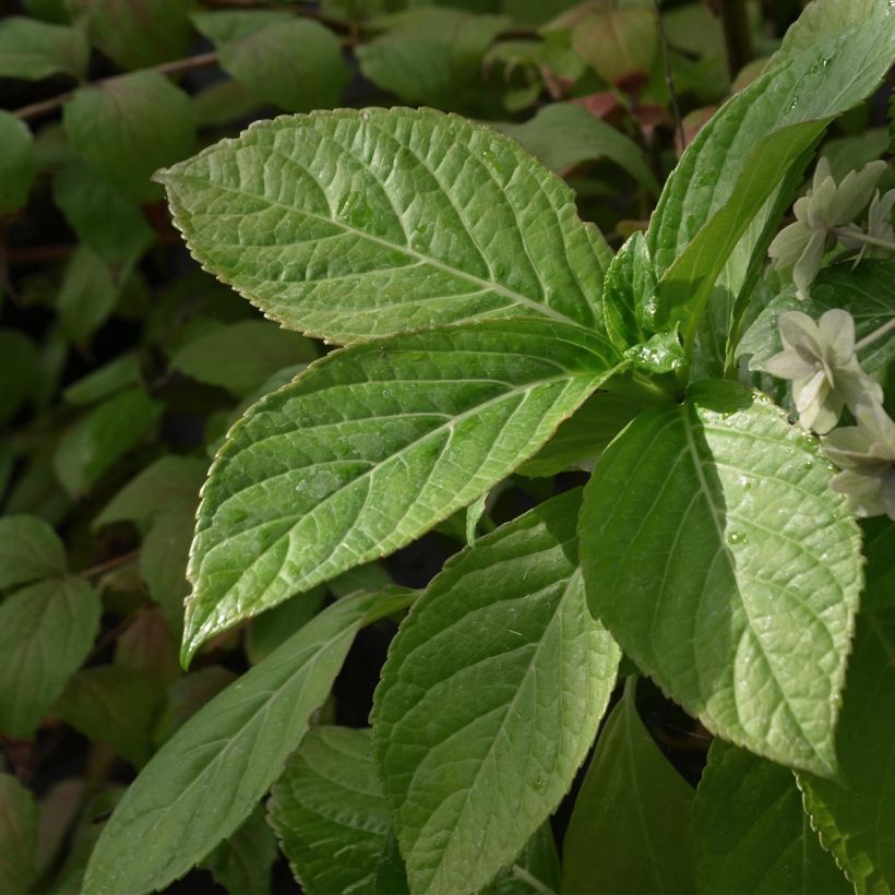 Hydrangea macrophylla Etoile Violette - Schermhortensia (Foliage)