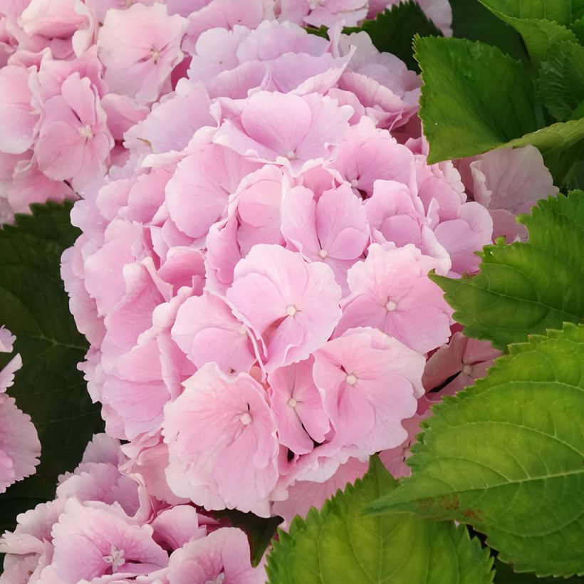 Hydrangea macrophylla Everbloom Pink Wonder - Boerenhortensia (Bloei)