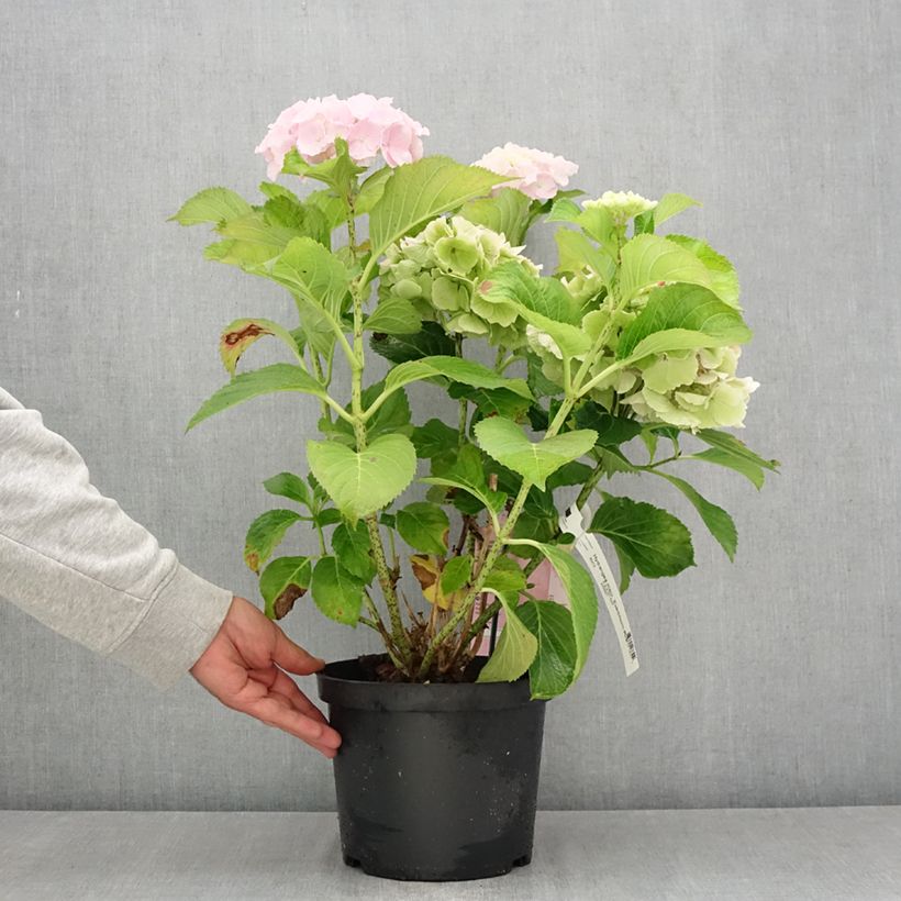Exemplaar van Hydrangea macrophylla Everbloom Pink Wonder - Boerenhortensia Pot van 4 l/5 l zoals geleverd in de zomer