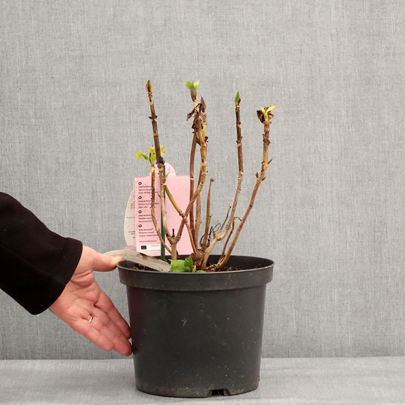 Example of Hortensia - Hydrangea macrophylla Everbloom Pink Wonder Pot van 4 l/5 l as you get in hiver