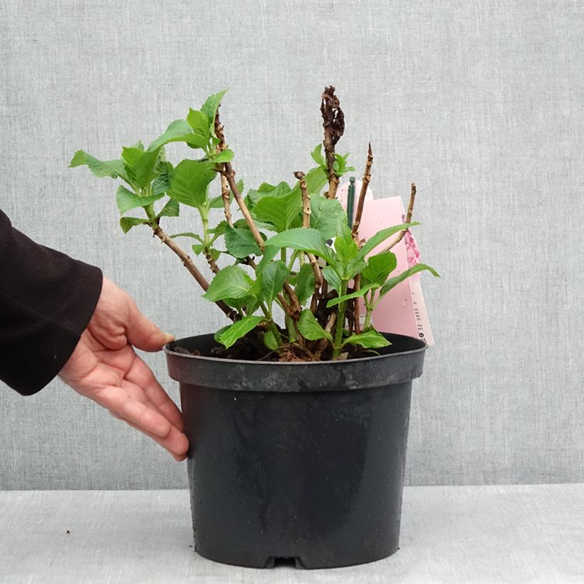 Exemplaar van Hydrangea macrophylla Everbloom Pink Wonder - Boerenhortensia Pot van 4 l/5 l zoals geleverd in de lente