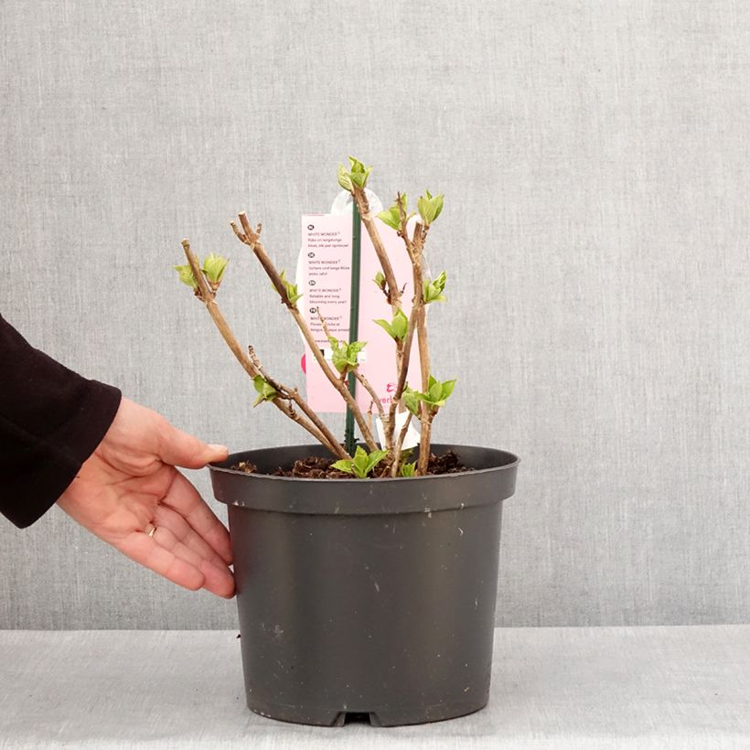 Example of Hortensia - Hydrangea macrophylla Everbloom White Wonder Pot van 4 l/5 l as you get in hiver