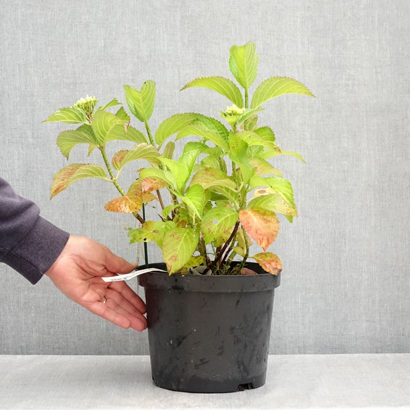 Example of Hortensia - Hydrangea macrophylla Fantasia Pot van 3 l/4 l as you get in printemps