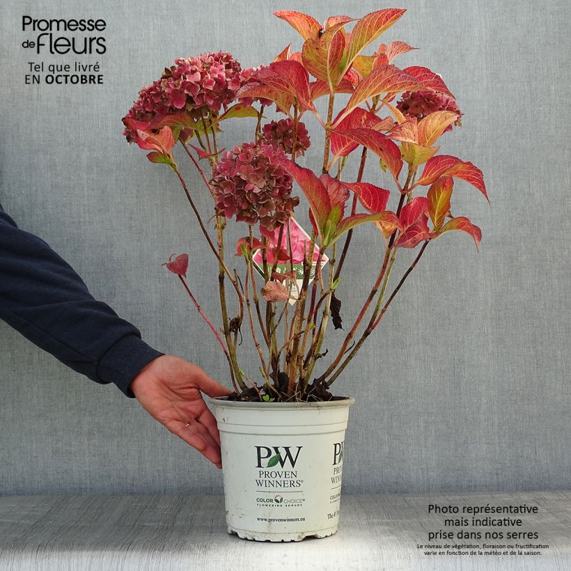 Exemplaar van Hydrangea macrophylla Flair & Flavours Sweet Cupcake - Bolhortensia Pot van 4 l/5 l zoals geleverd in de herfst