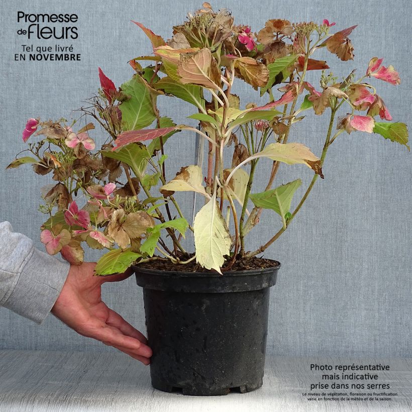 Exemplaar van Hydrangea macrophylla Rendez-Vous French Cancan - Schermhortensia Pot van 4 l/5 l zoals geleverd in de herfst