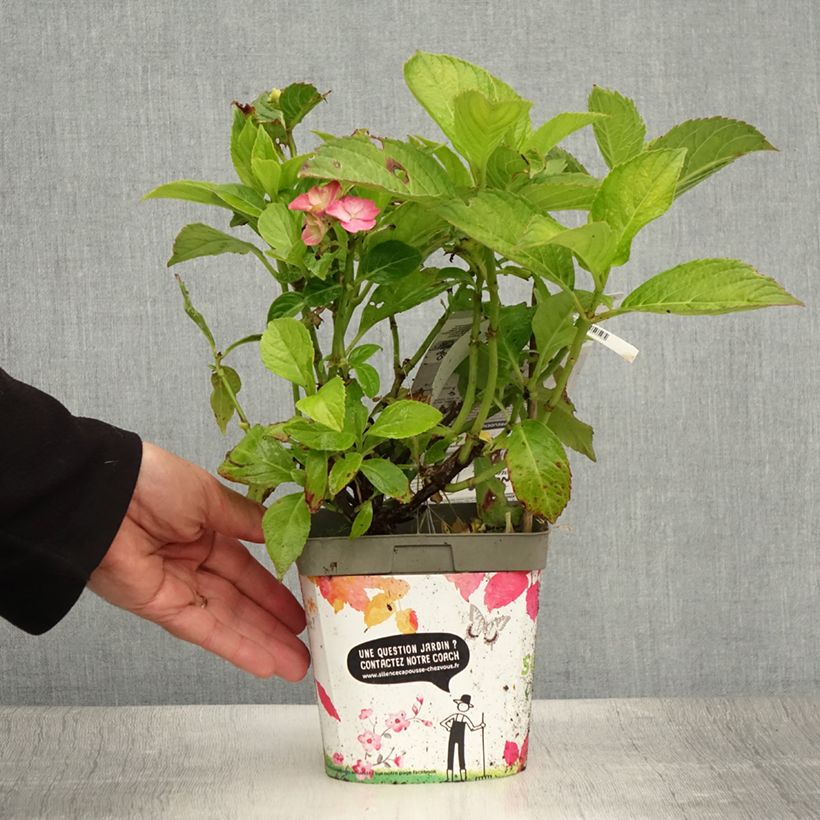 Exemplaar van Hydrangea macrophylla Freudenstein - Bolhortensia Pot van 2 l/3 l zoals geleverd in de zomer