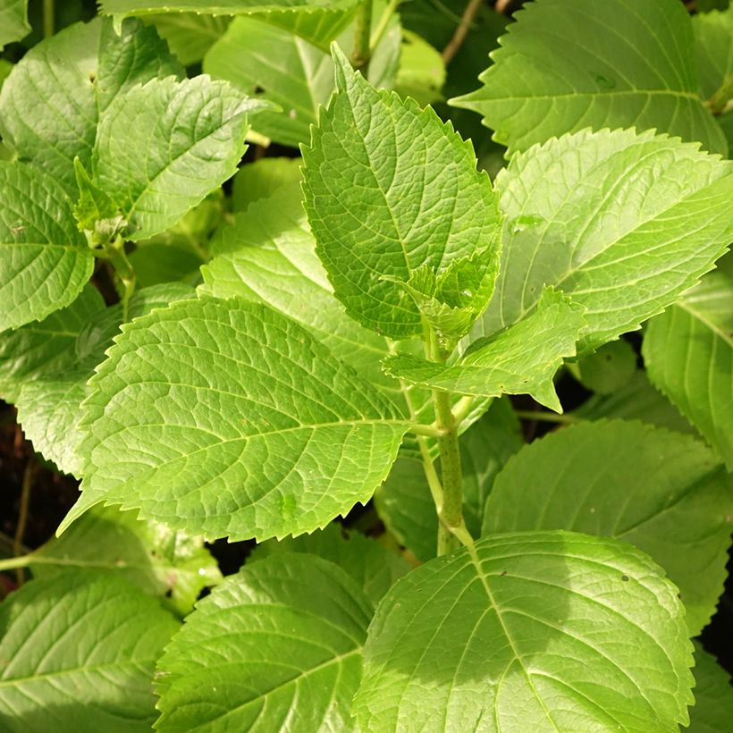 Hydrangea macrophylla Gertrud Glahn - Bolhortensia (Blad)
