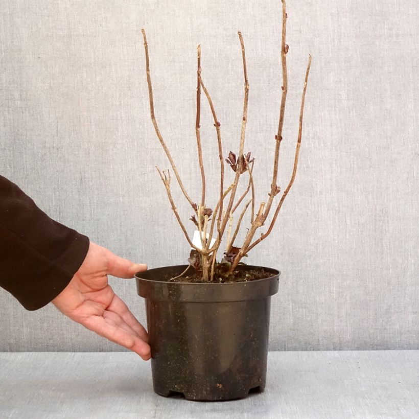 Example of Hortensia - Hydrangea macrophylla Gräfin Cosel Pot van 3 l/4 l as you get in hiver