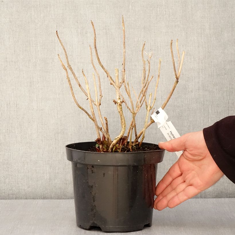 Exemplaar van Hydrangea macrophylla Gräfin Cosel - Hortensia Pot van 3 l/4 l zoals geleverd in de lente