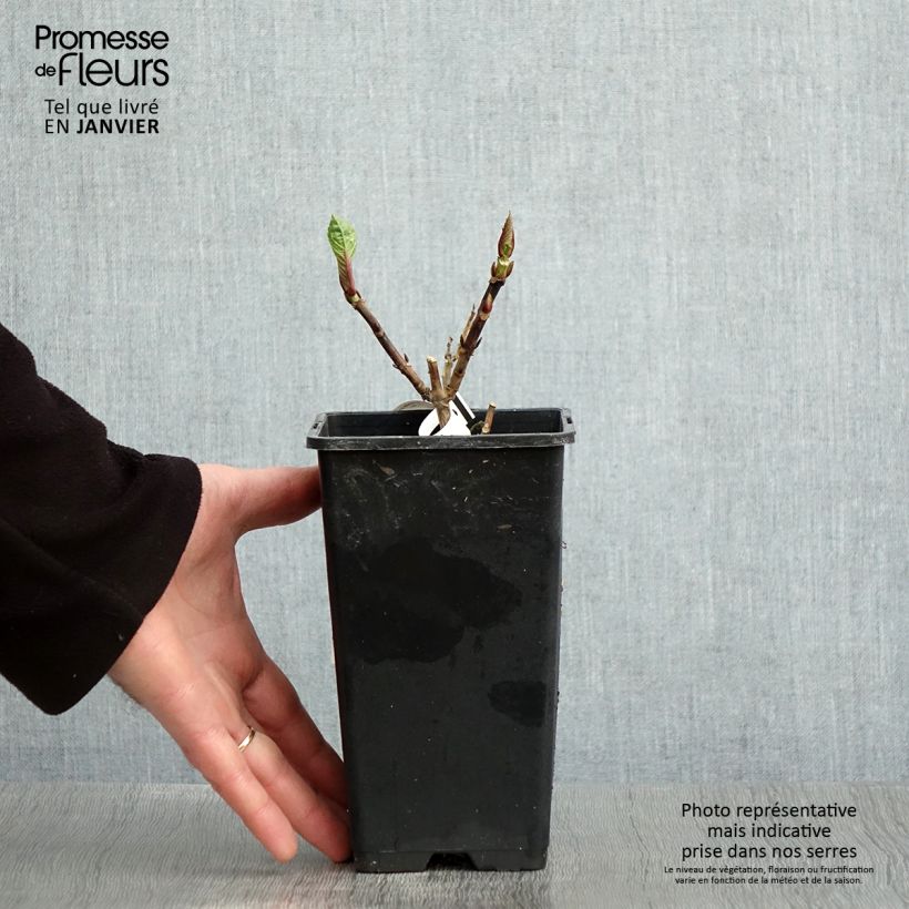 Example of Hortensia - Hydrangea macrophylla Green Ever Belles Pot van 1,5 l/2 l as you get in hiver