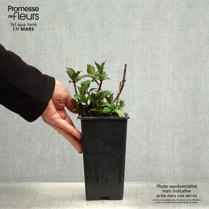 Exemplaar van Hydrangea macrophylla Green EVER BELLES Hortmagreclo - Bolhortensia Pot van 1,5 l/2 l zoals geleverd in de lente