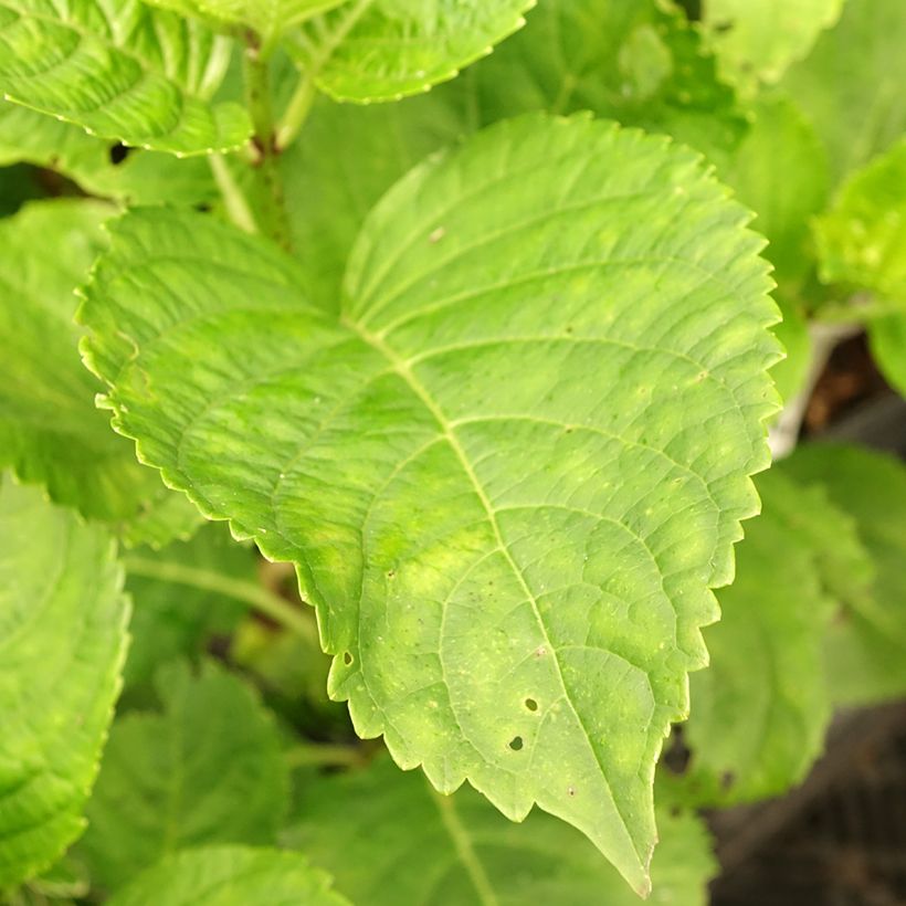 Hydrangea macrophylla Green EVER BELLES Hortmagreclo - Bolhortensia (Blad)