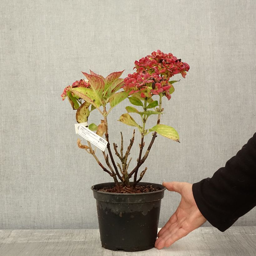 Exemplaar van Hydrangea macrophylla Green EVER BELLES Hortmagreclo - Bolhortensia Pot van 2 l/3 l zoals geleverd in de herfst