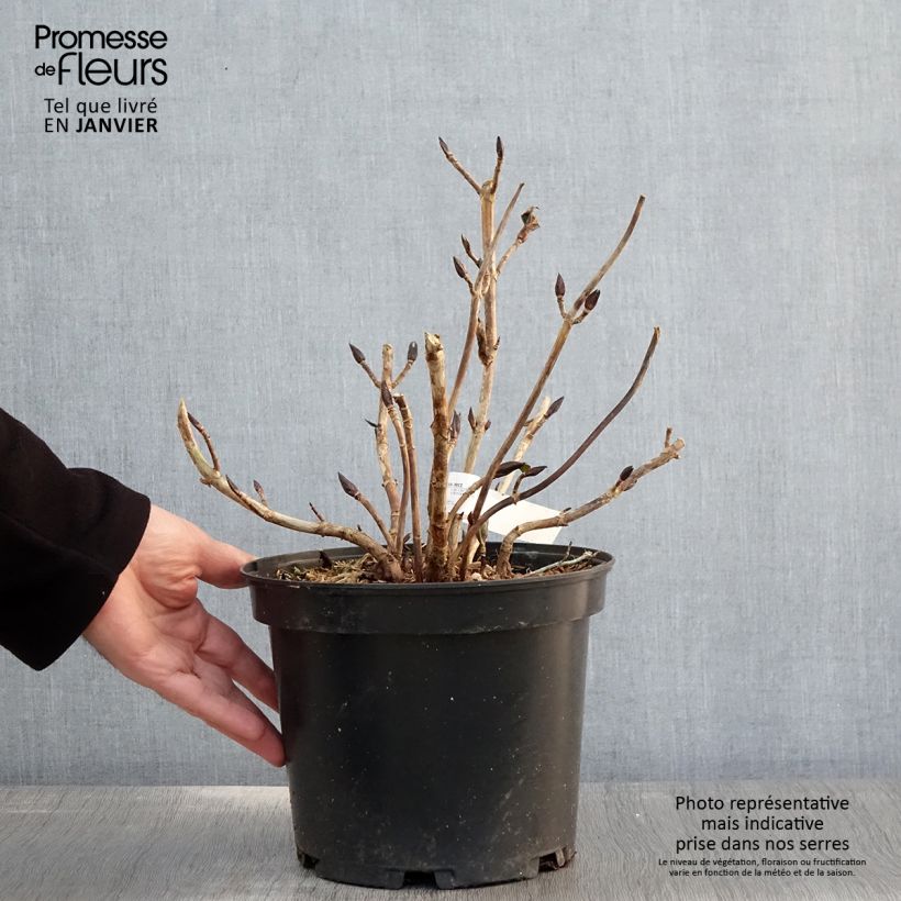 Example of Hortensia - Hydrangea macrophylla Hovaria Hopcorn Pot van 4 l/5 l as you get in hiver