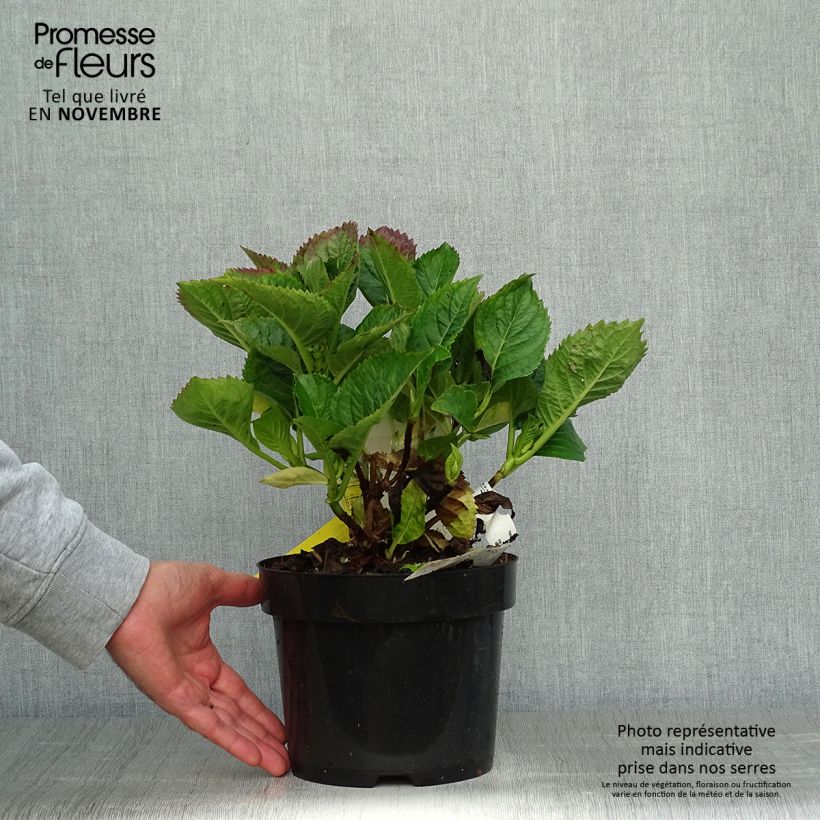 Exemplaar van Hydrangea macrophylla Kardinal Violet - Bolhortensia Pot van 2 l/3 l zoals geleverd in de herfst