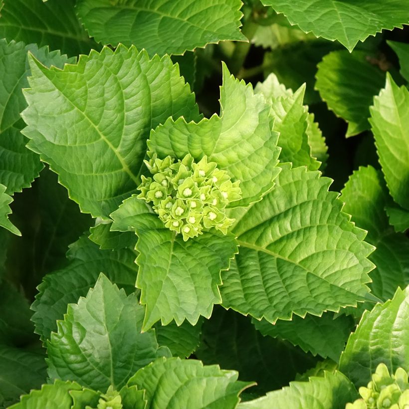 Hydrangea macrophylla Lady Mata Hari - Bolhortensia (Blad)