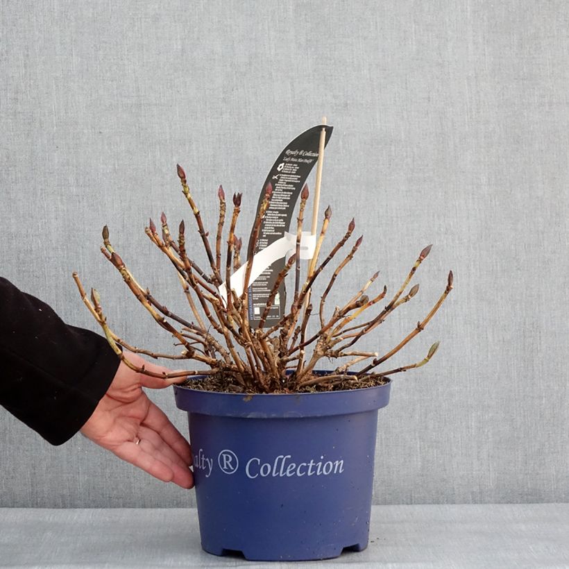 Example of Hortensia - Hydrangea macrophylla Lady Mata Hari Pot van 4 l/5 l as you get in hiver