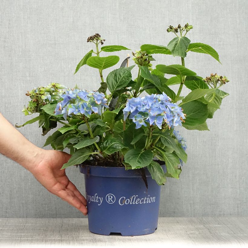 Exemplaar van Hydrangea macrophylla Lady Mata Hari - Bolhortensia Pot van 2 l/3 l zoals geleverd in de lente