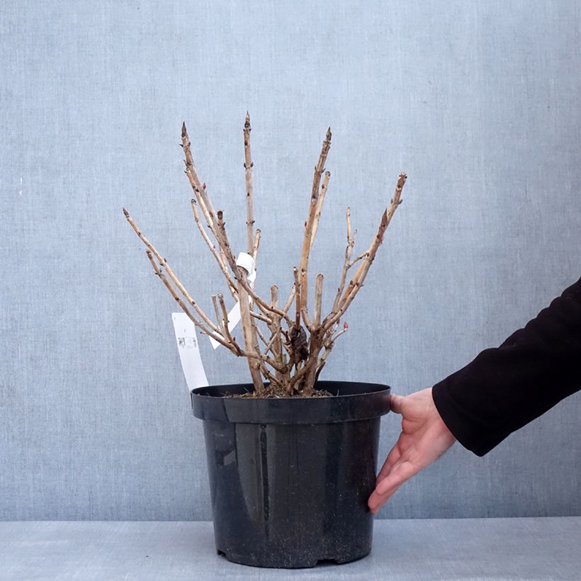 Example of Hortensia - Hydrangea macrophylla Leuchtfeuer Pot van 7,5 l/10 l as you get in hiver