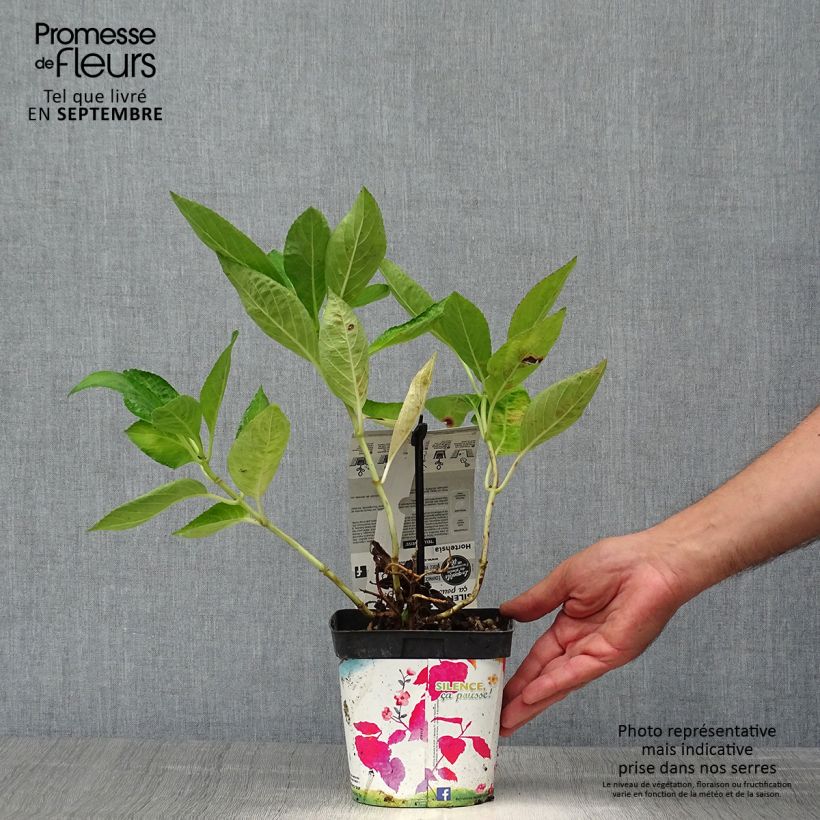 Exemplaar van Hydrangea macrophylla Libelle Teller white - Schermhortensia Pot van 2 l/3 l zoals geleverd in de herfst