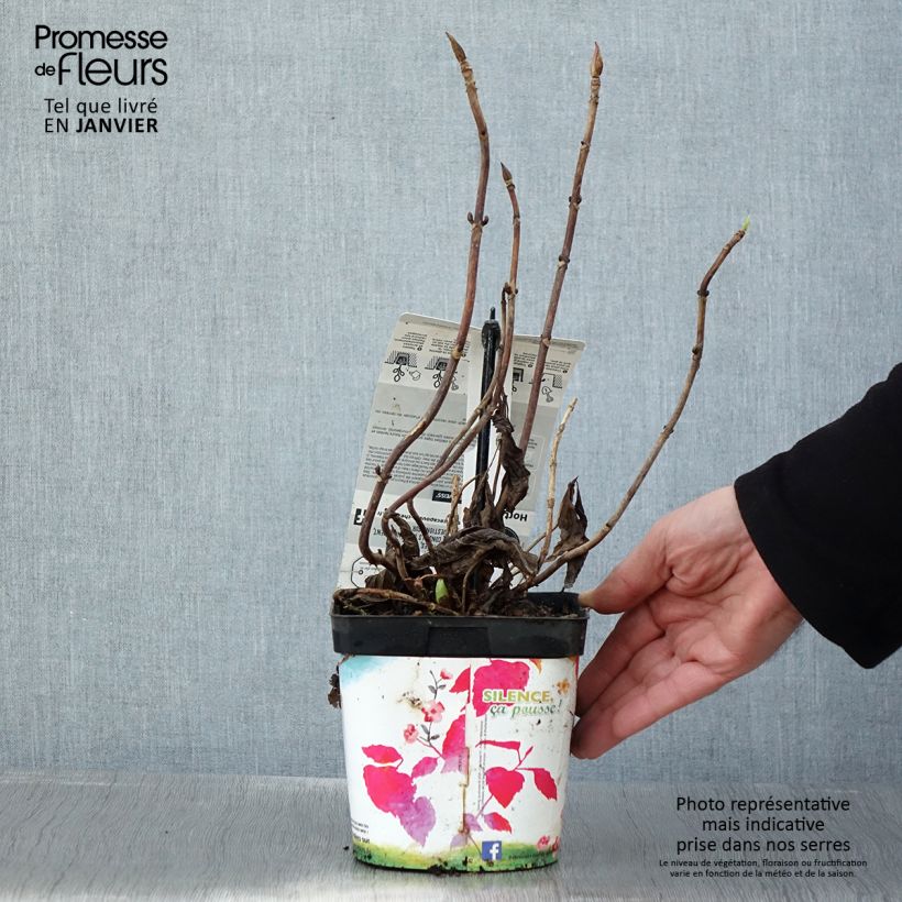 Example of Hortensia - Hydrangea macrophylla Libelle (Teller white) Pot van 2 l/3 l as you get in hiver