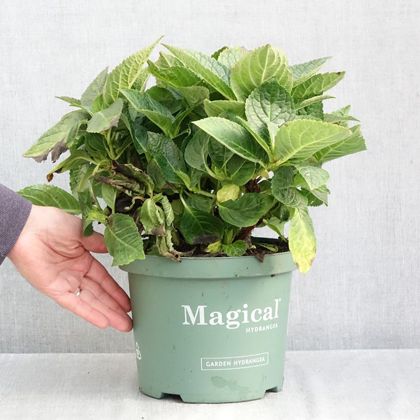 Exemplaar van Hydrangea macrophylla Magical Amethyst - Bolhortensia Pot van 4 l/5 l zoals geleverd in de herfst
