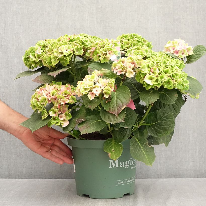 Exemplaar van Hydrangea macrophylla Magical Amethyst - Bolhortensia Pot van 4 l/5 l zoals geleverd in de zomer