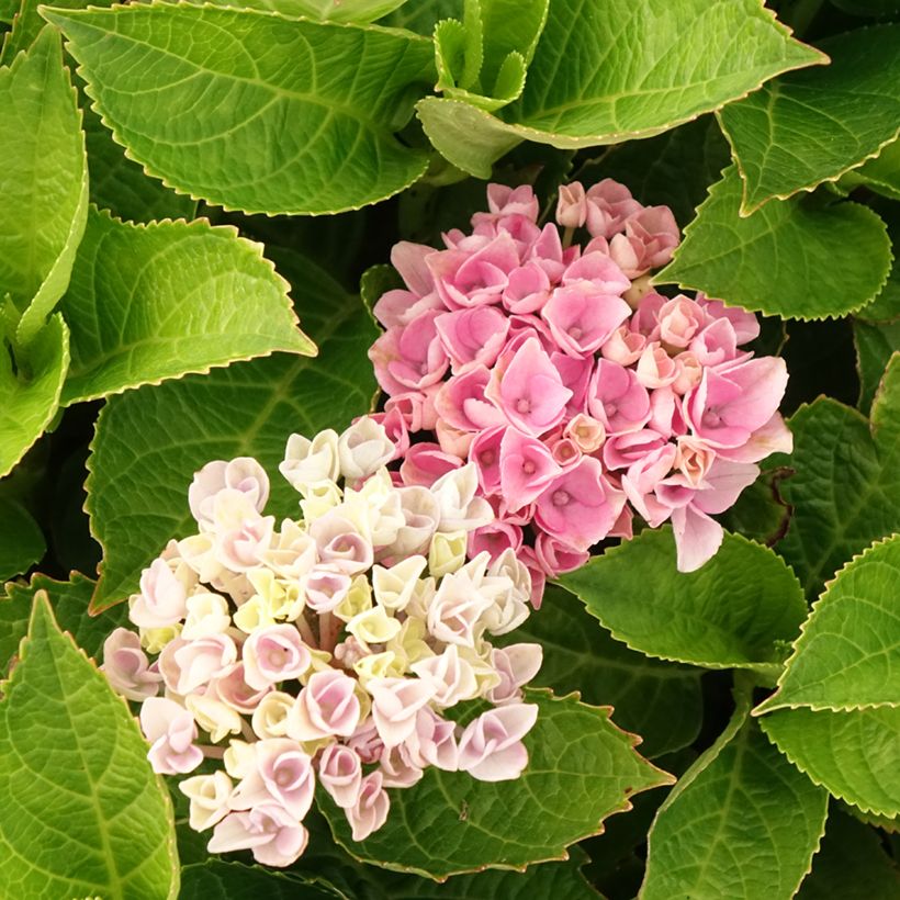 Hydrangea macrophylla Magical Coral - Bolhortensia roze (Bloei)