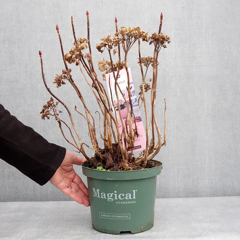 Example of Hortensia - Hydrangea macrophylla Magical Coral rosa Pot van 4 l/5 l as you get in hiver