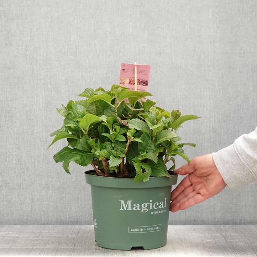 Exemplaar van Hydrangea macrophylla Magical Coral - Bolhortensia roze Pot van 4 l/5 l zoals geleverd in de lente
