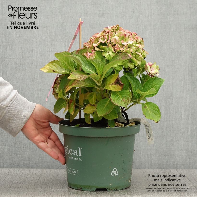 Exemplaar van Hydrangea macrophylla Magical Jewel - Bolhortensia roze Pot van 4 l/5 l zoals geleverd in de herfst