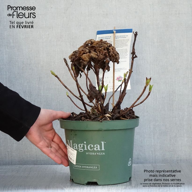 Example of Hortensia - Hydrangea macrophylla Magical Jewel rosa Pot van 4 l/5 l as you get in hiver