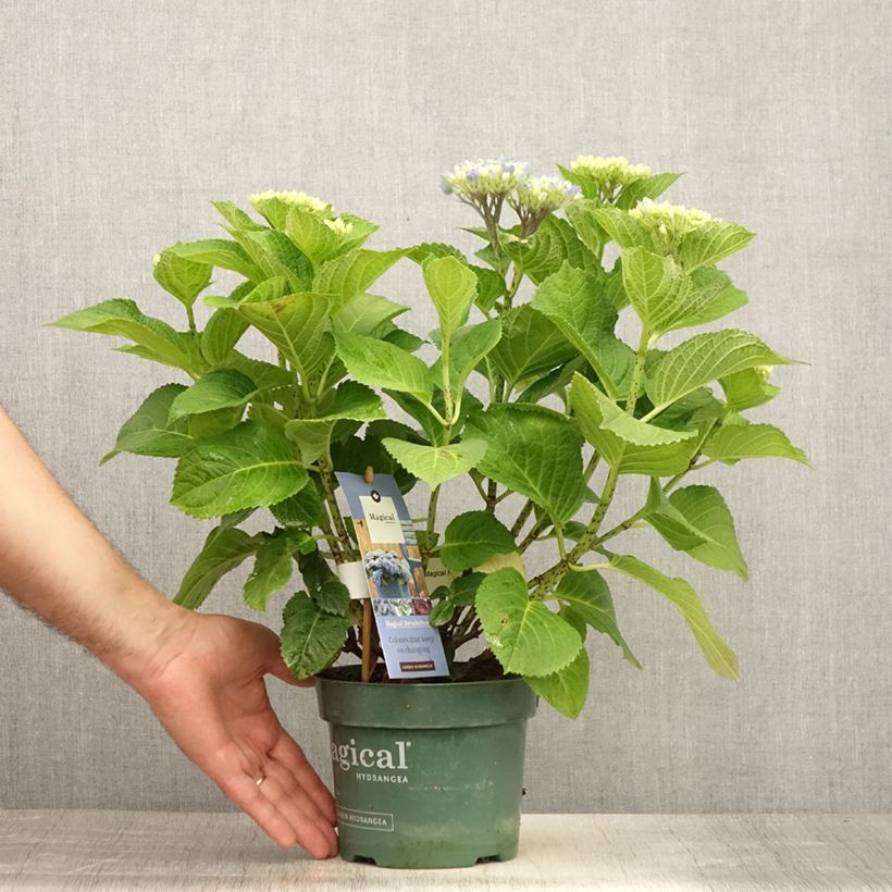 Exemplaar van Hydrangea macrophylla Magical Revolution - Bolhortensia Pot van 1,5 l/2 l zoals geleverd in de zomer