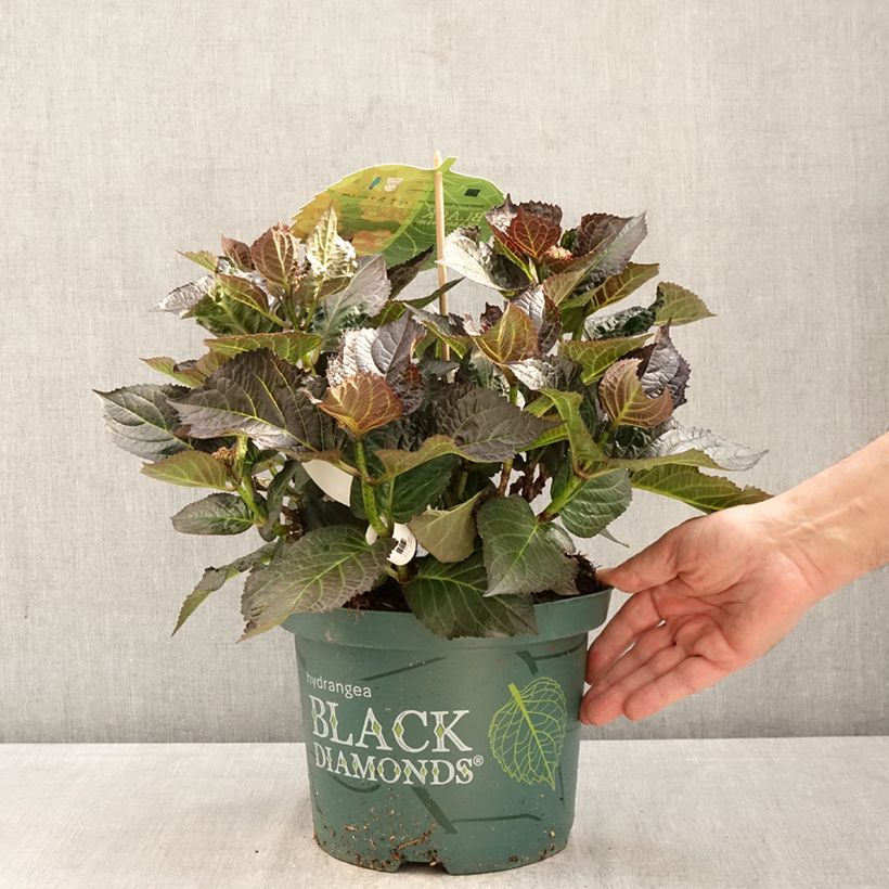 Exemplaar van Hydrangea macrophylla Midnight Pearl - Hortensia Pot van 4 l/5 l zoals geleverd in de lente