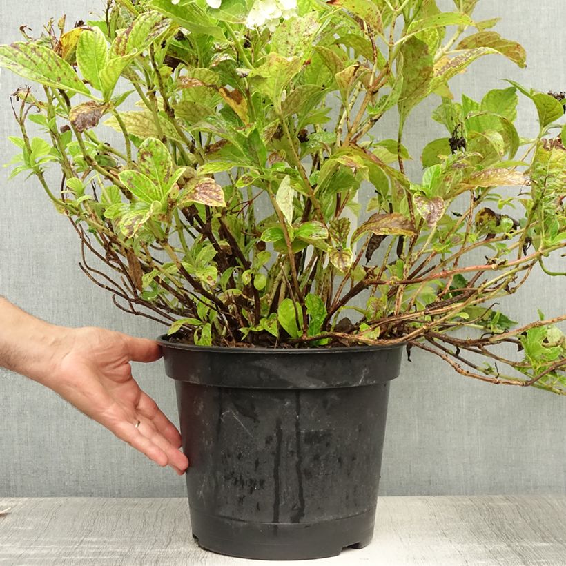 Exemplaar van Hydrangea macrophylla Mme Emile Mouillère - Bolhortensia Pot van 7,5 l/10 l zoals geleverd in de zomer