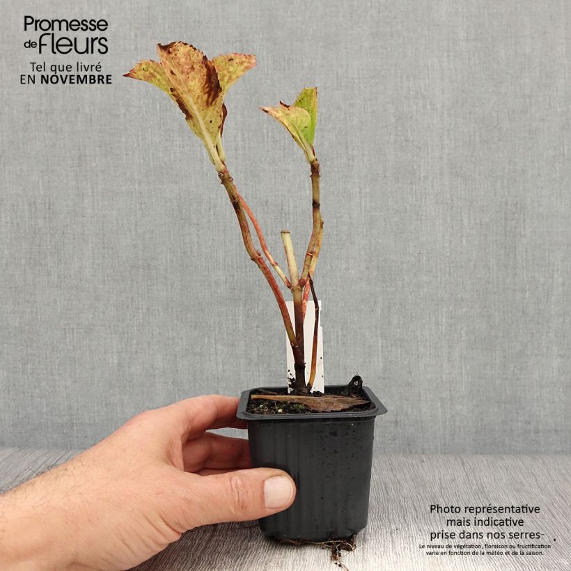 Exemplaar van Hydrangea macrophylla Nikko Blue - Boerenhortensia Kweekpotje van 8/9 cm zoals geleverd in de herfst