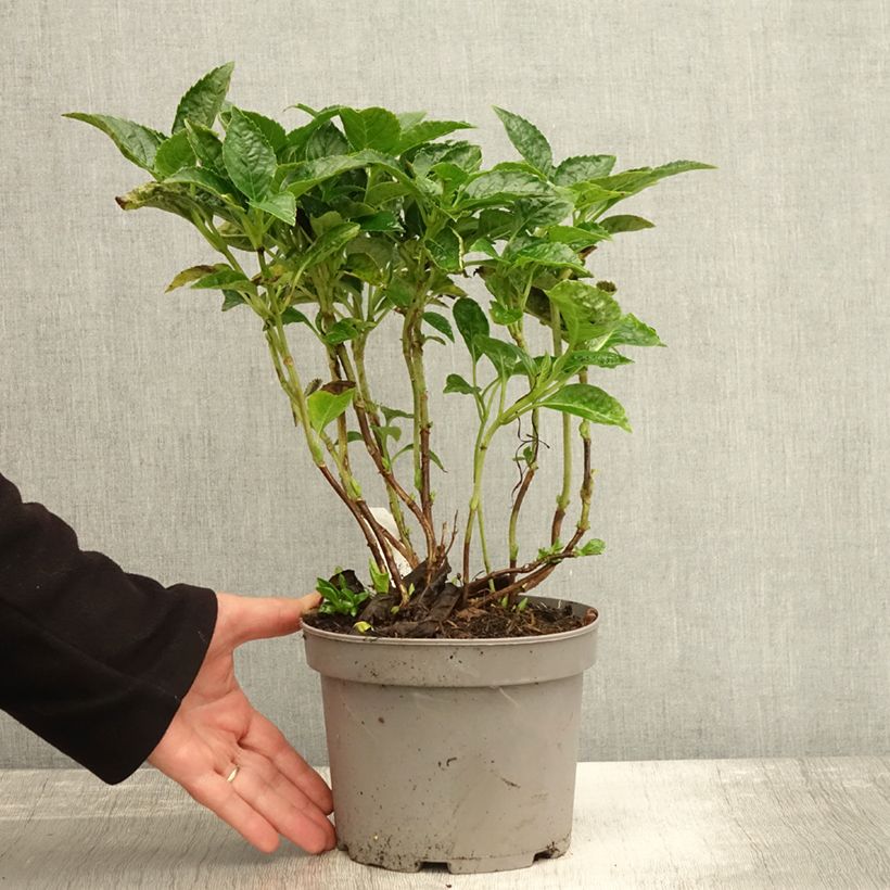 Exemplaar van Hortensia - Hydrangea macrophylla Pia Pot de 2L/3L zoals geleverd in de herfst
