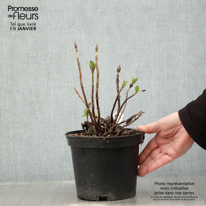 Example of Hortensia - Hydrangea macrophylla Pia Pot van 2 l/3 l as you get in hiver