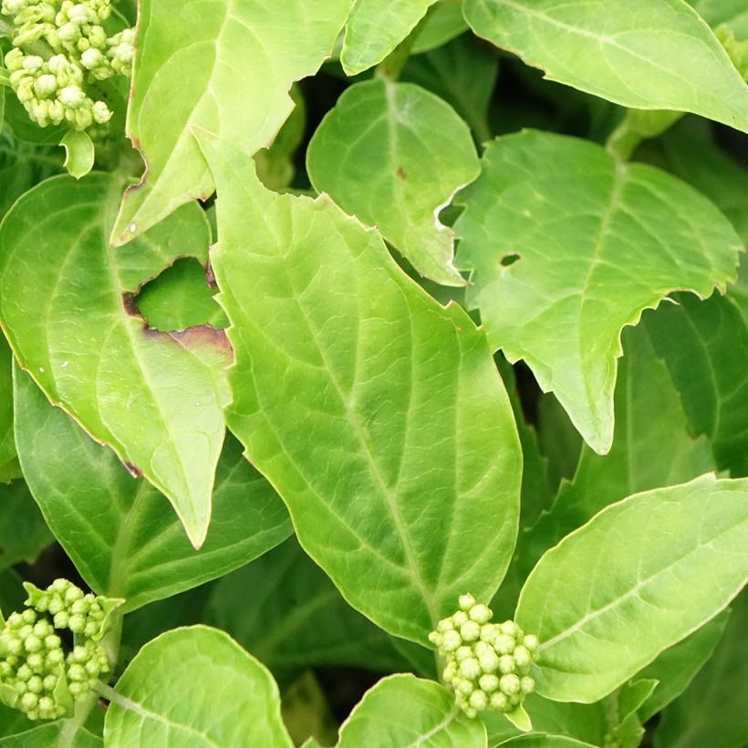 Hydrangea macrophylla Pia - Bolhortensia (Blad)