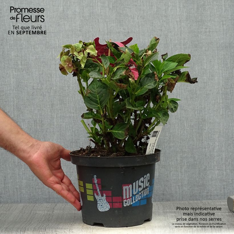 Exemplaar van Hydrangea macrophylla Pink Pop - Bolhortensia Pot van 4 l/5 l zoals geleverd in de herfst