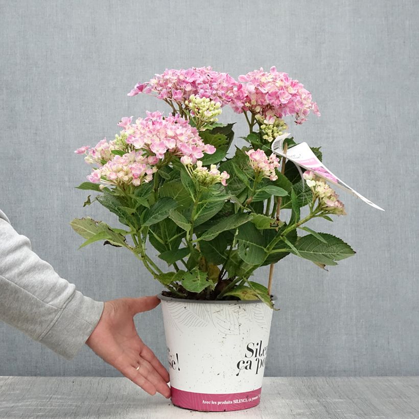 Exemplaar van Hydrangea macrophylla Pinky Binder - Hortensia Pot van 4 l/5 l zoals geleverd in de zomer
