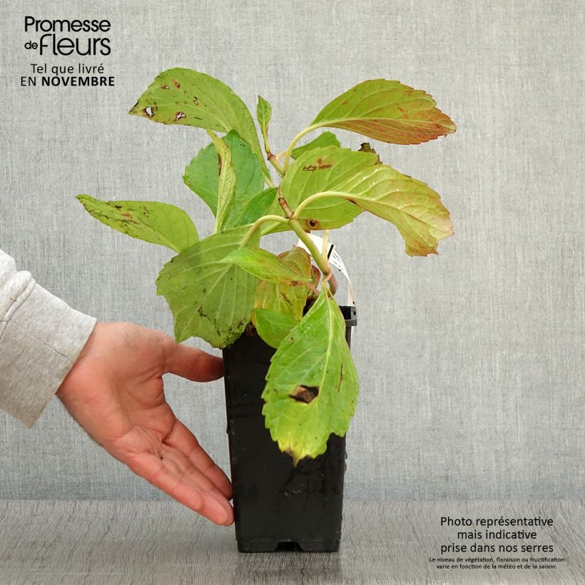 Exemplaar van Hydrangea macrophylla Princess Diana - Bolhortensia Pot van 1,5 l/2 l zoals geleverd in de herfst