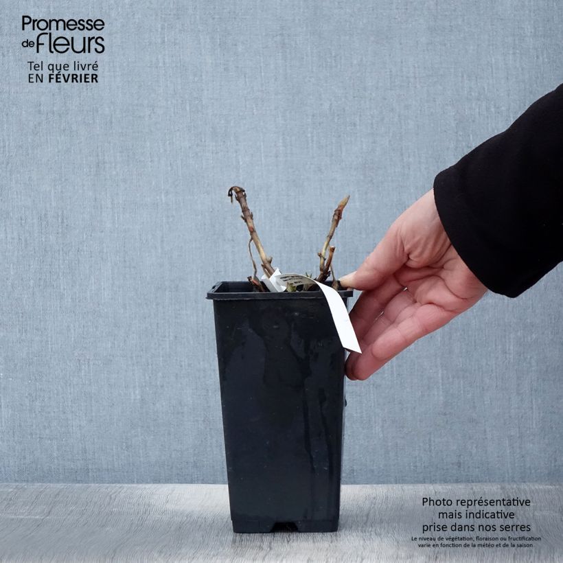 Example of Hortensia - Hydrangea macrophylla Princess Diana Pot van 1,5 l/2 l as you get in hiver