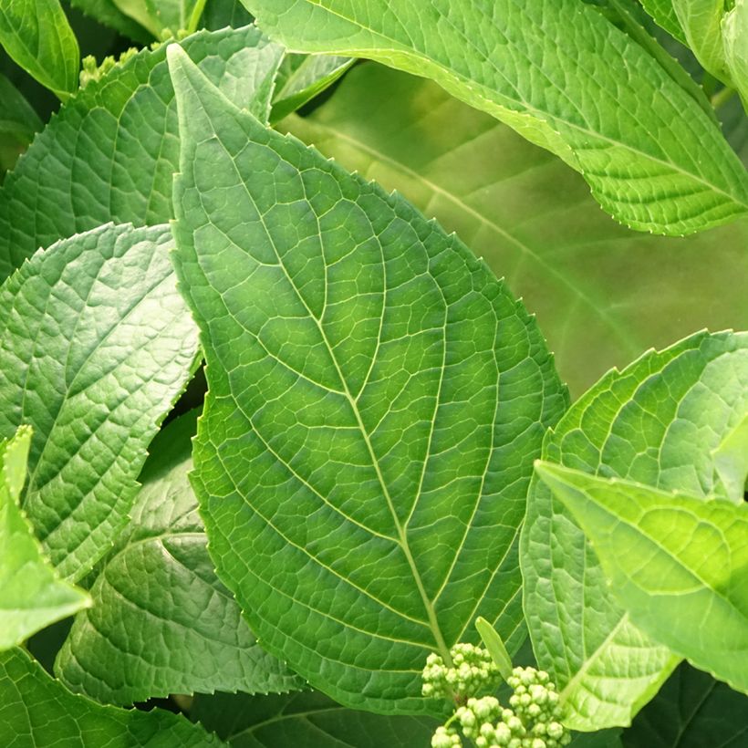 Hydrangea macrophylla Princess Diana - Bolhortensia (Blad)