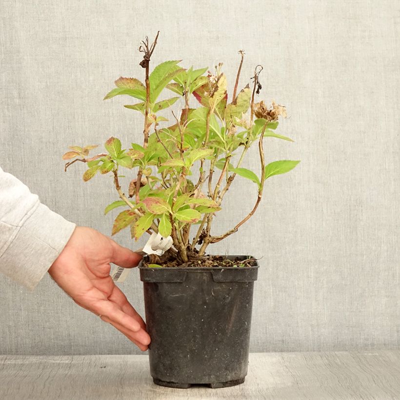 Exemplaar van Hydrangea macrophylla Rahic - Bolhortensia Pot van 3 l/4 l zoals geleverd in de herfst